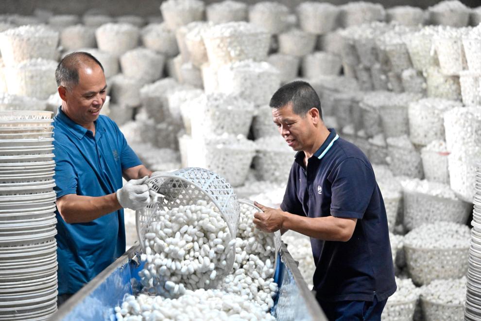 广西鹿寨：蚕茧丰收上市-