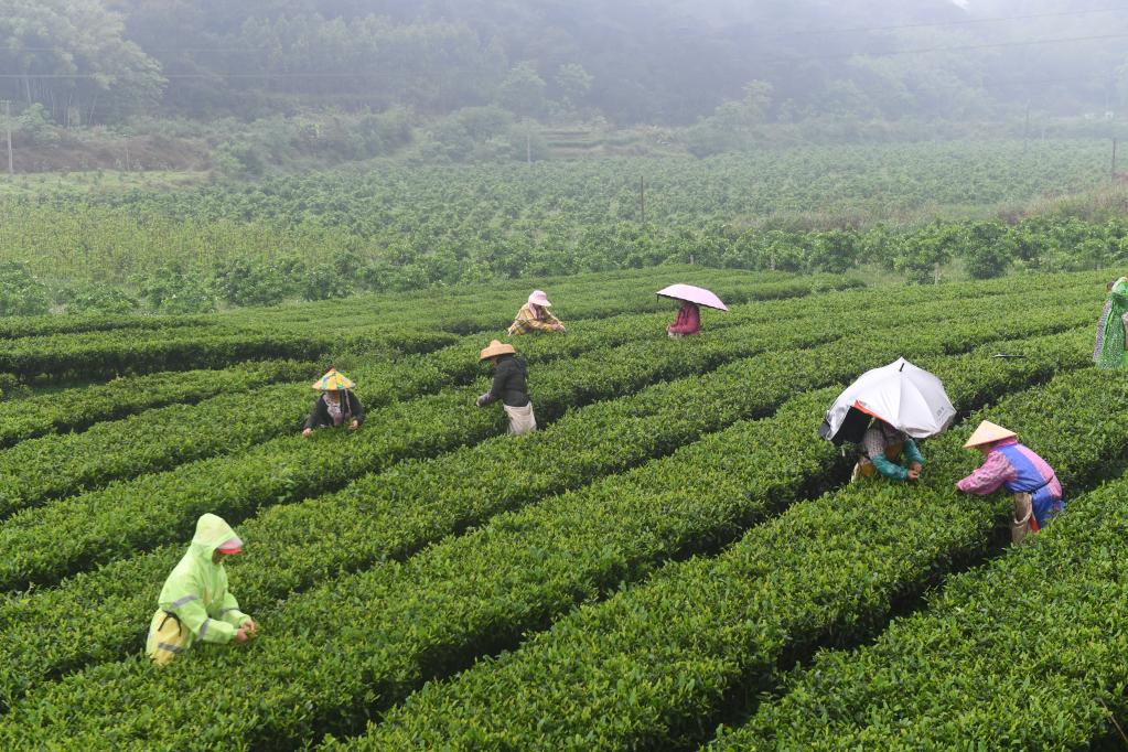 广西上林：茶农忙采明前茶