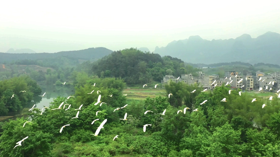 广西巴马：盘阳河畔白鹭飞 “长寿之乡”生态美