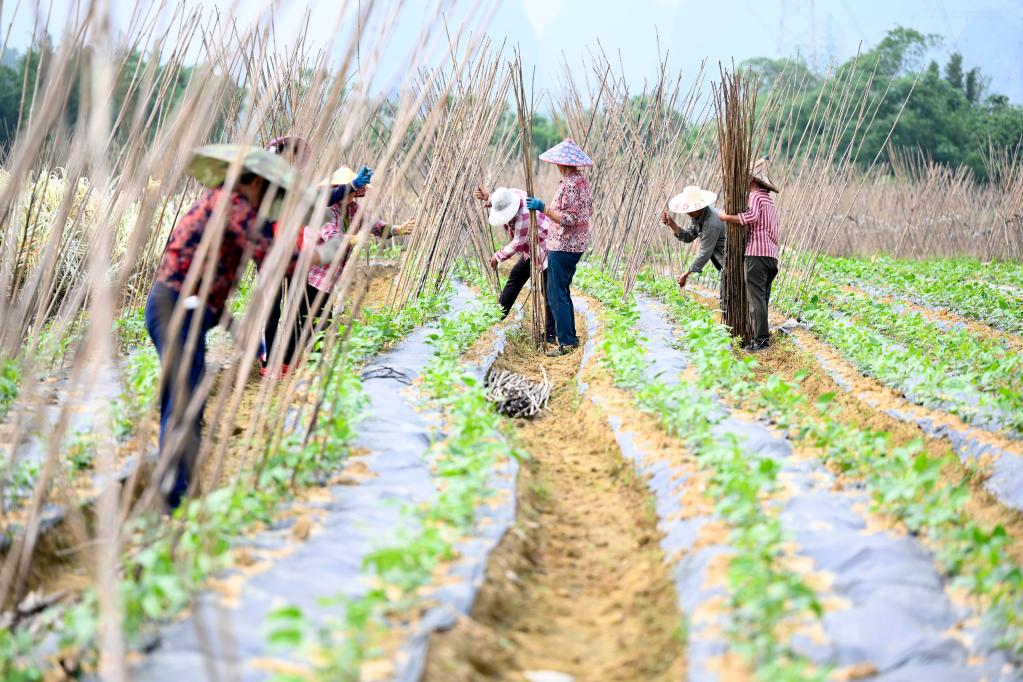 广西柳州：螺蛳粉原材料产业助力乡村振兴