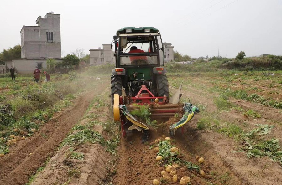 藤县：推广一年三熟种植模式 促进农业增效